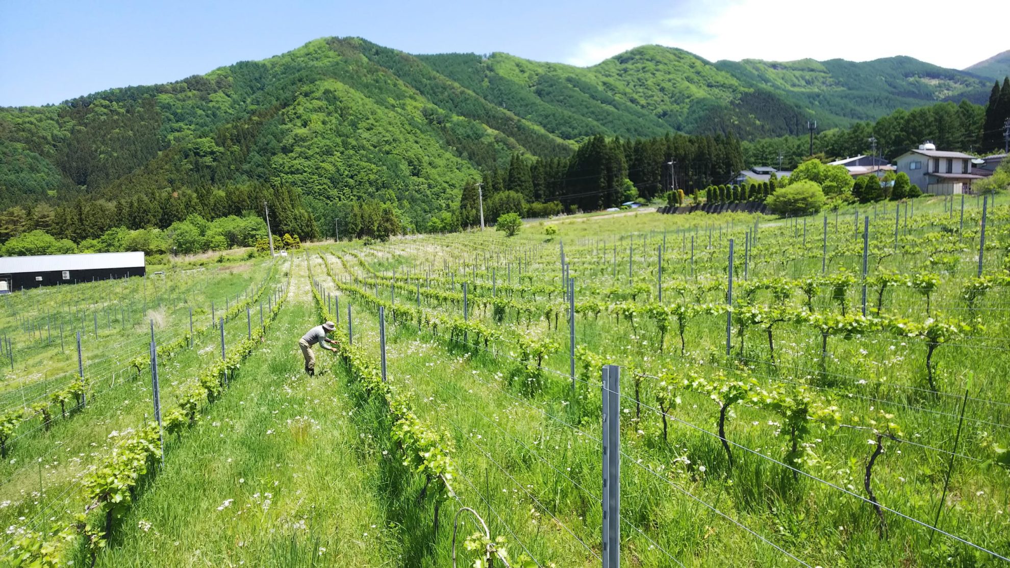 Domaine Hase