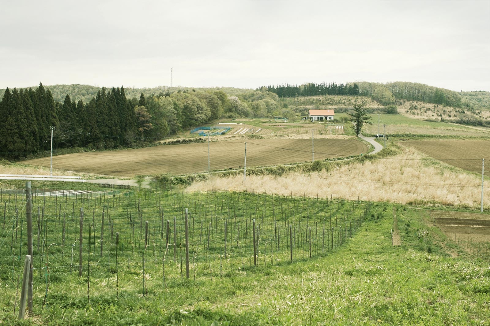 Fattoria AL FIORE
