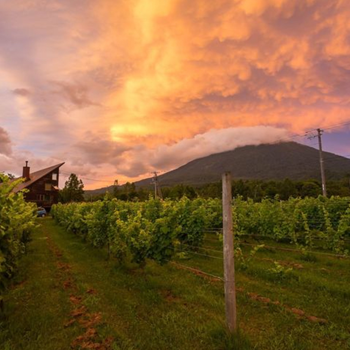 Niseko Winery